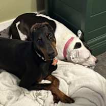 Thumbnail photo of Lovey #1