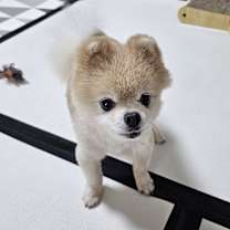 Thumbnail photo of Bamtori #4