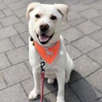 Thumbnail photo of Max-Adopted!!! #2