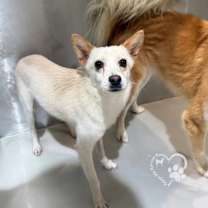 Thumbnail photo of Stella #4