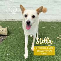 Thumbnail photo of Stella #1