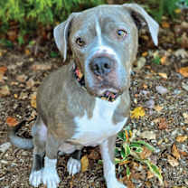 Thumbnail photo of Dallas #1