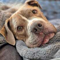 Thumbnail photo of Dallas #3