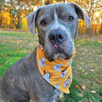 Thumbnail photo of Dallas #4