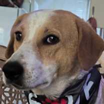 Thumbnail photo of MYLIE (Mid-East) ma #1