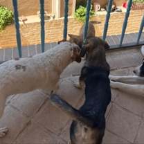 Thumbnail photo of MYLIE (Mid-East) ma #3