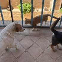 Thumbnail photo of MYLIE (Mid-East) ma #4