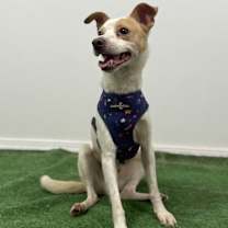 Thumbnail photo of Felipe #3