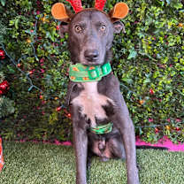 Thumbnail photo of Gonzo #1