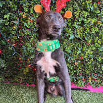 Thumbnail photo of Gonzo #3