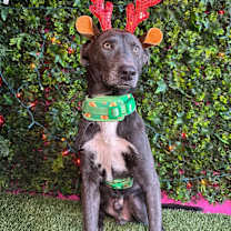 Thumbnail photo of Gonzo #4