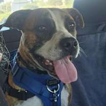 Thumbnail photo of Goose #2