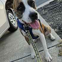 Thumbnail photo of Goose #4