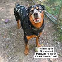 Thumbnail photo of Cheesecake #1