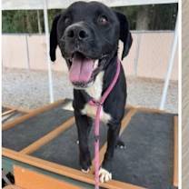 Thumbnail photo of Merlin #2