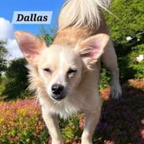 Thumbnail photo of Dallas #3