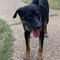 Thumbnail photo of Molly #2