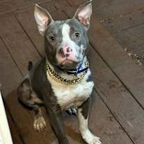 Thumbnail photo of Waylon #1