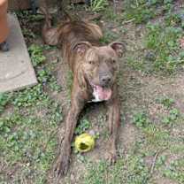 Thumbnail photo of Goofy #4