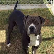 Thumbnail photo of PAPAS #1