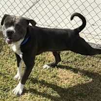 Thumbnail photo of PAPAS #2