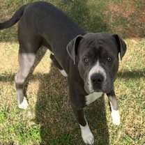 Thumbnail photo of PAPAS #3