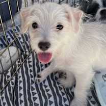 Thumbnail photo of Ferrari #1