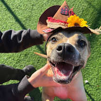 Thumbnail photo of Violet #1