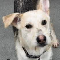 Thumbnail photo of Drover #3