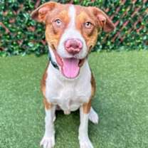 Thumbnail photo of Strudel #2