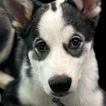 Thumbnail photo of Dukesky #1