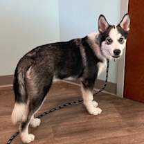 Thumbnail photo of Dukesky #2