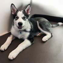 Thumbnail photo of Dukesky #3