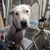 Thumbnail photo of Evita #3