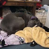 Thumbnail photo of Maizy #4