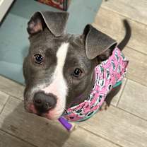 Thumbnail photo of Maizy #2