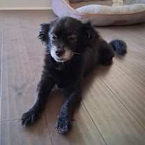 Thumbnail photo of Oreo #1