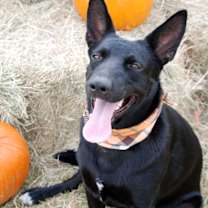 Thumbnail photo of Ember #2