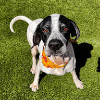 Thumbnail photo of Corky 4363 #3