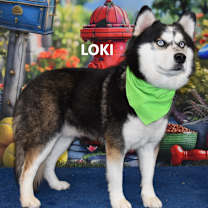 Thumbnail photo of loki #1