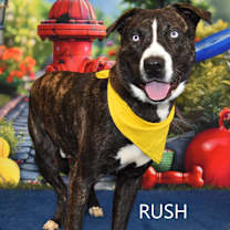Thumbnail photo of Rush #1