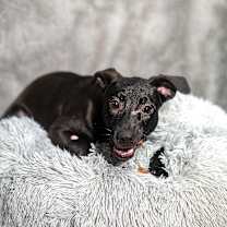 Thumbnail photo of Conan #2