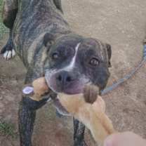 Thumbnail photo of Sunflower #3