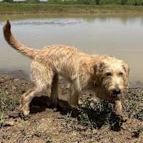 Thumbnail photo of Beavis #1