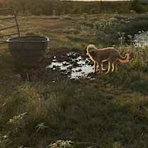 Thumbnail photo of Beavis #2