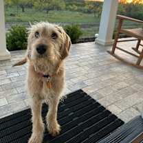 Thumbnail photo of Beavis #3