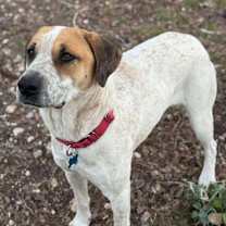 Thumbnail photo of Ginger Snap #4