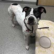 Thumbnail photo of Cata #2