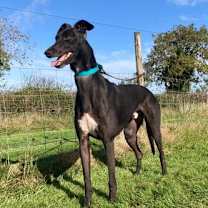 Thumbnail photo of BARRY  (Prison Trained) #1