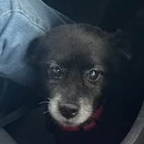 Thumbnail photo of Oreo #4